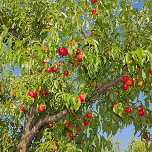 Harvester Peach