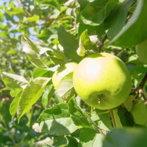 Yellow Delicious Apple