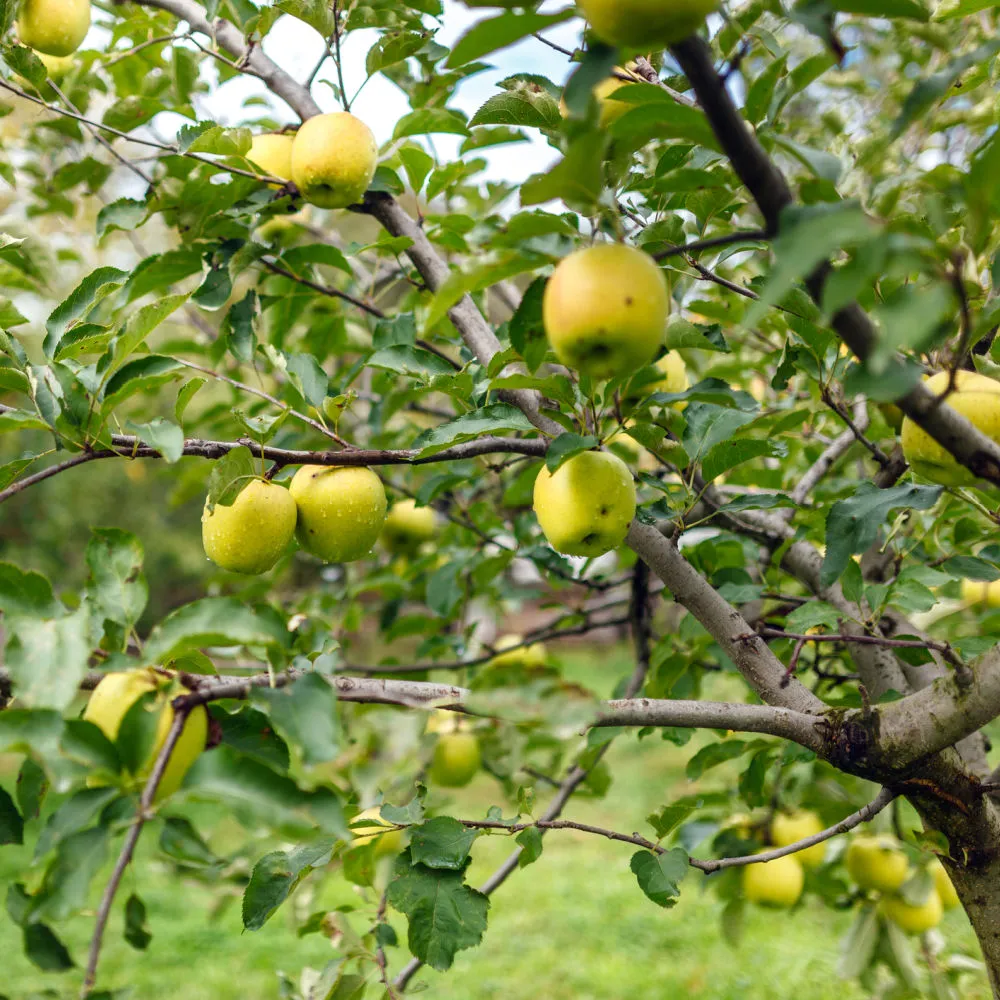 Yellow Delicious Apple