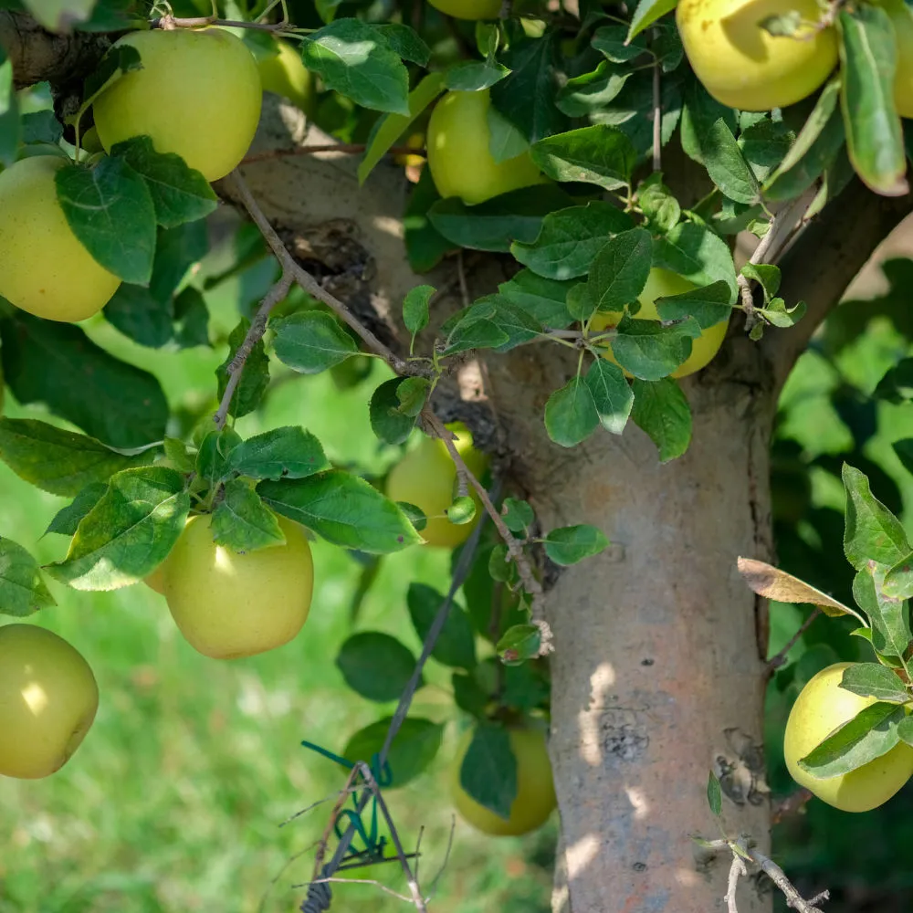 Yellow Delicious Apple