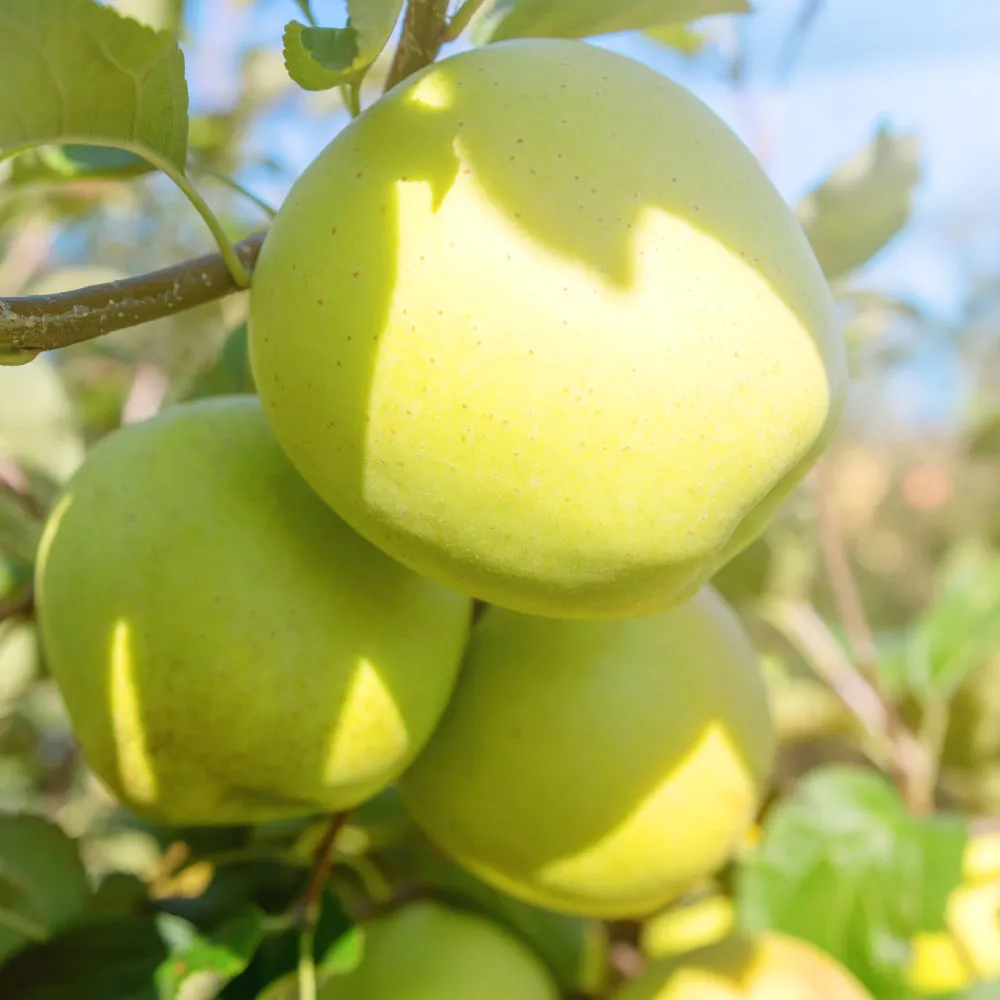 Yellow Delicious Apple